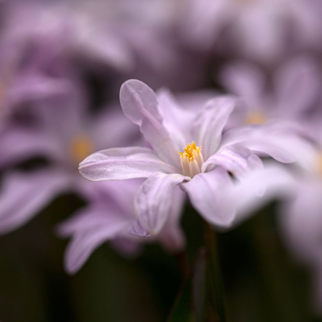 Chionodoxa luciliae Rosy Queen