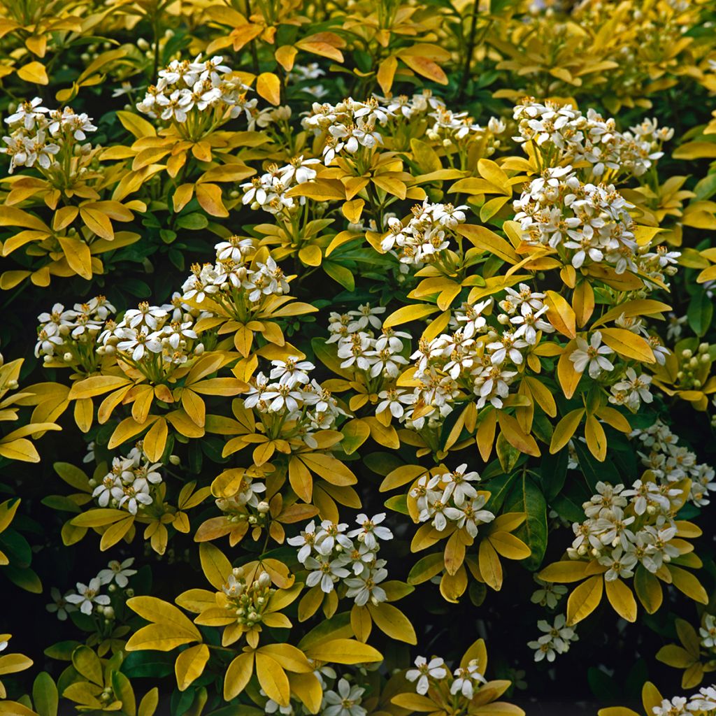 Choisya ternata Sundance - Mexican orange blossom