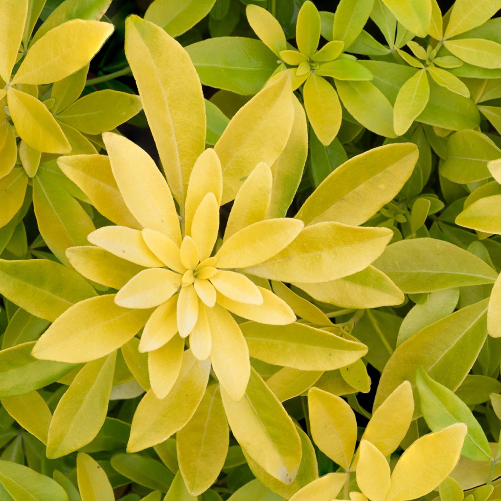 Choisya ternata Sundance - Mexican orange blossom