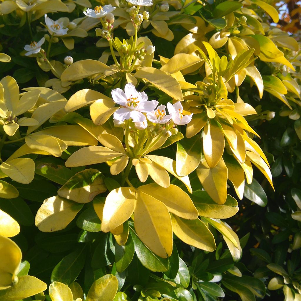 Choisya ternata Sundance - Mexican orange blossom