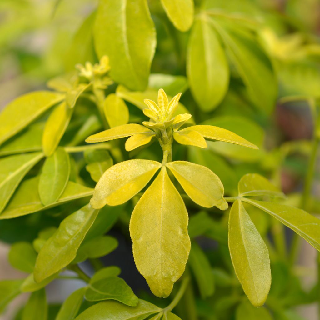 Choisya ternata Sundance - Mexican orange blossom