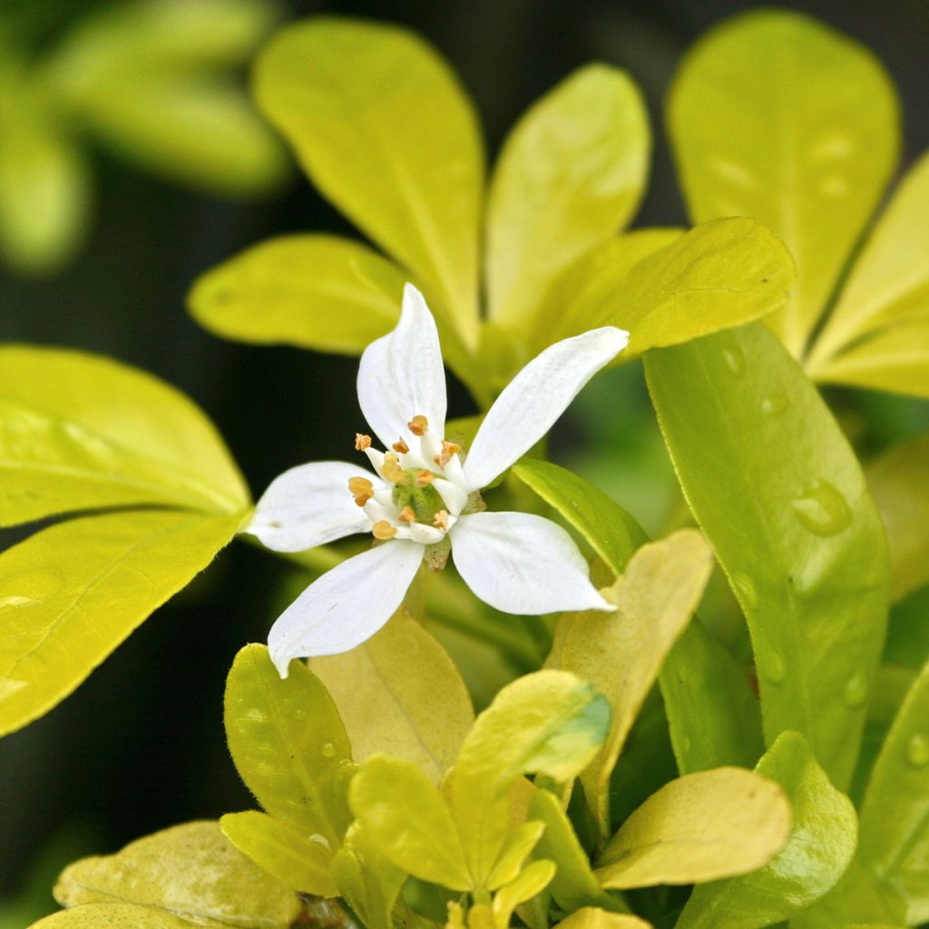 Choisya ternata Sundance - Mexican orange blossom