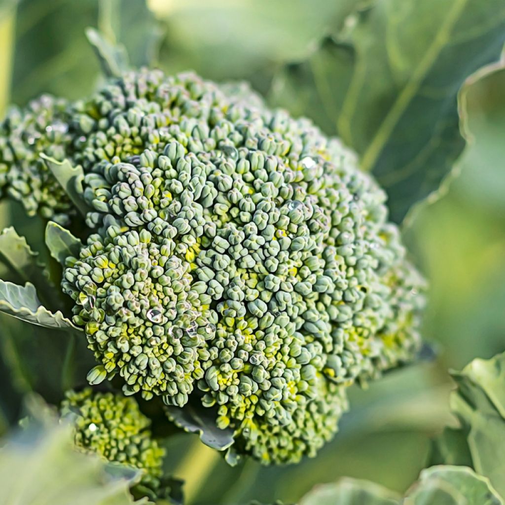 Broccoli Belstar F1 - Brassica oleracea italica