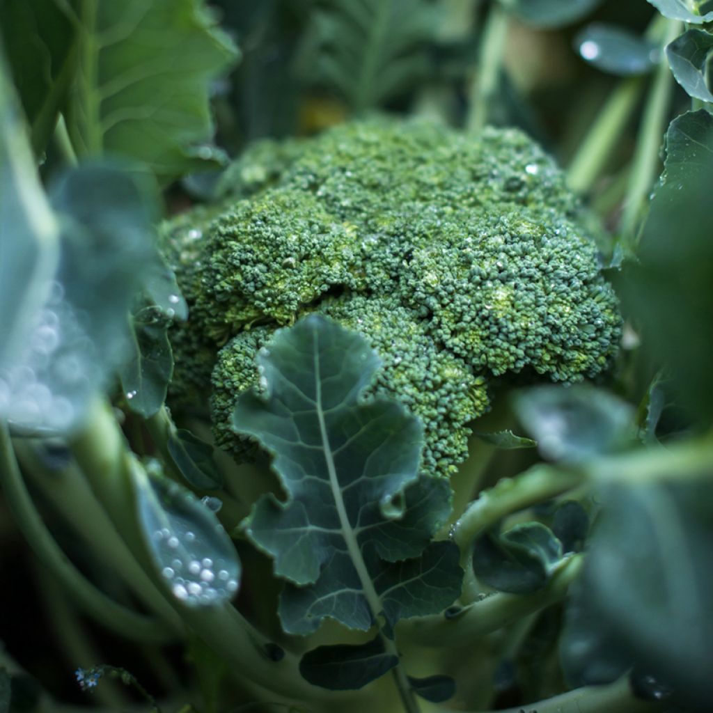 Broccoli Fiesta F1 - Brassica oleracea italica