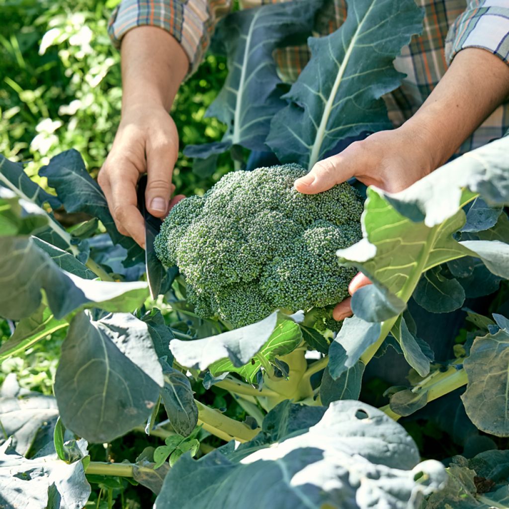 Broccoli Premium Crop F1 - Brassica oleracea italica