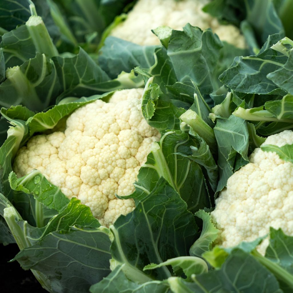 Cauliflower All The Year Round