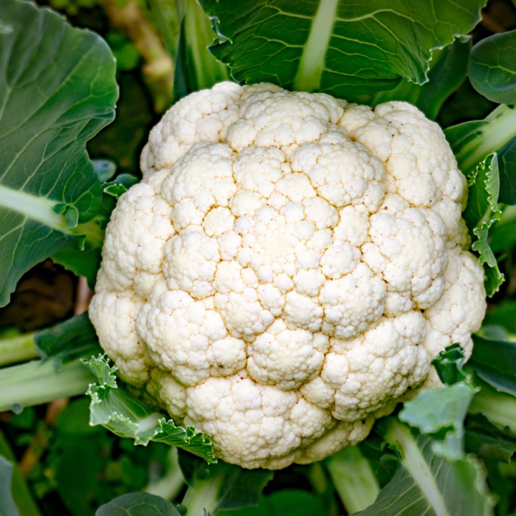 Early Snowball untreated Cauliflower - Ferme de Sainte Marthe seeds