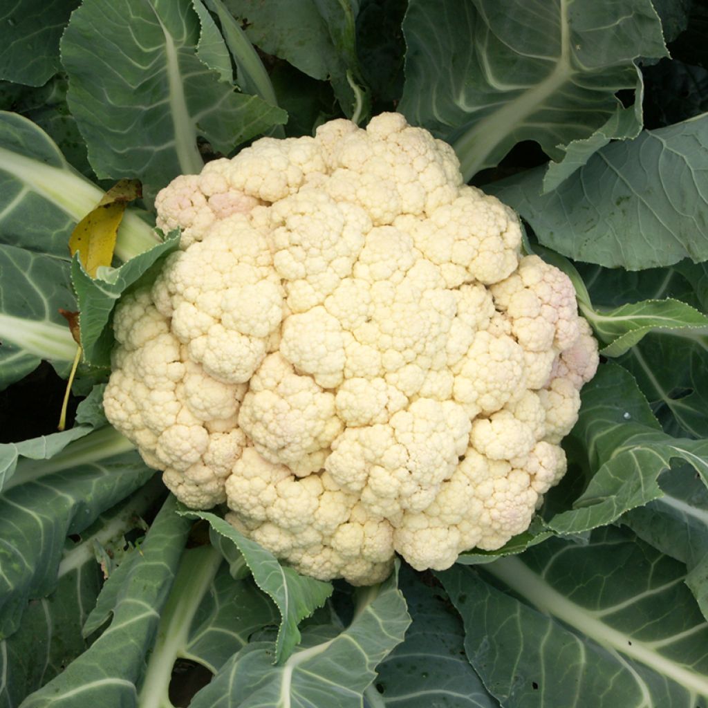 Cauliflower Marvel of All Seasons - Vilmorin seeds