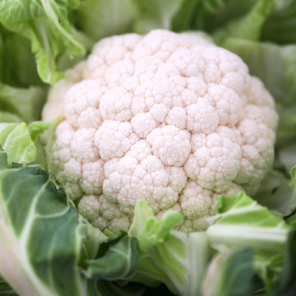 Cauliflower Neckarperle