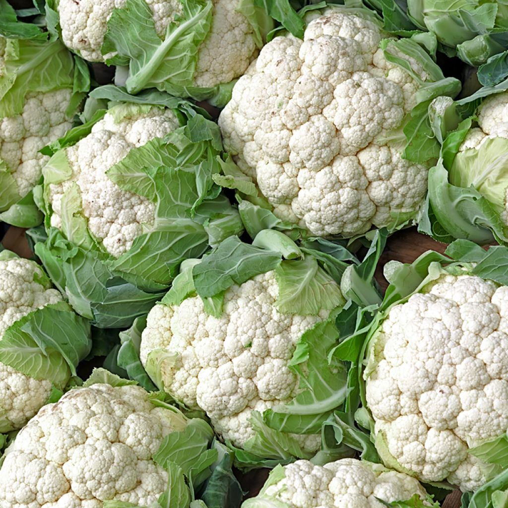 Cauliflower Fremont F1