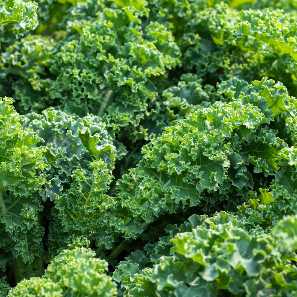 Curly Kale Reflex F1