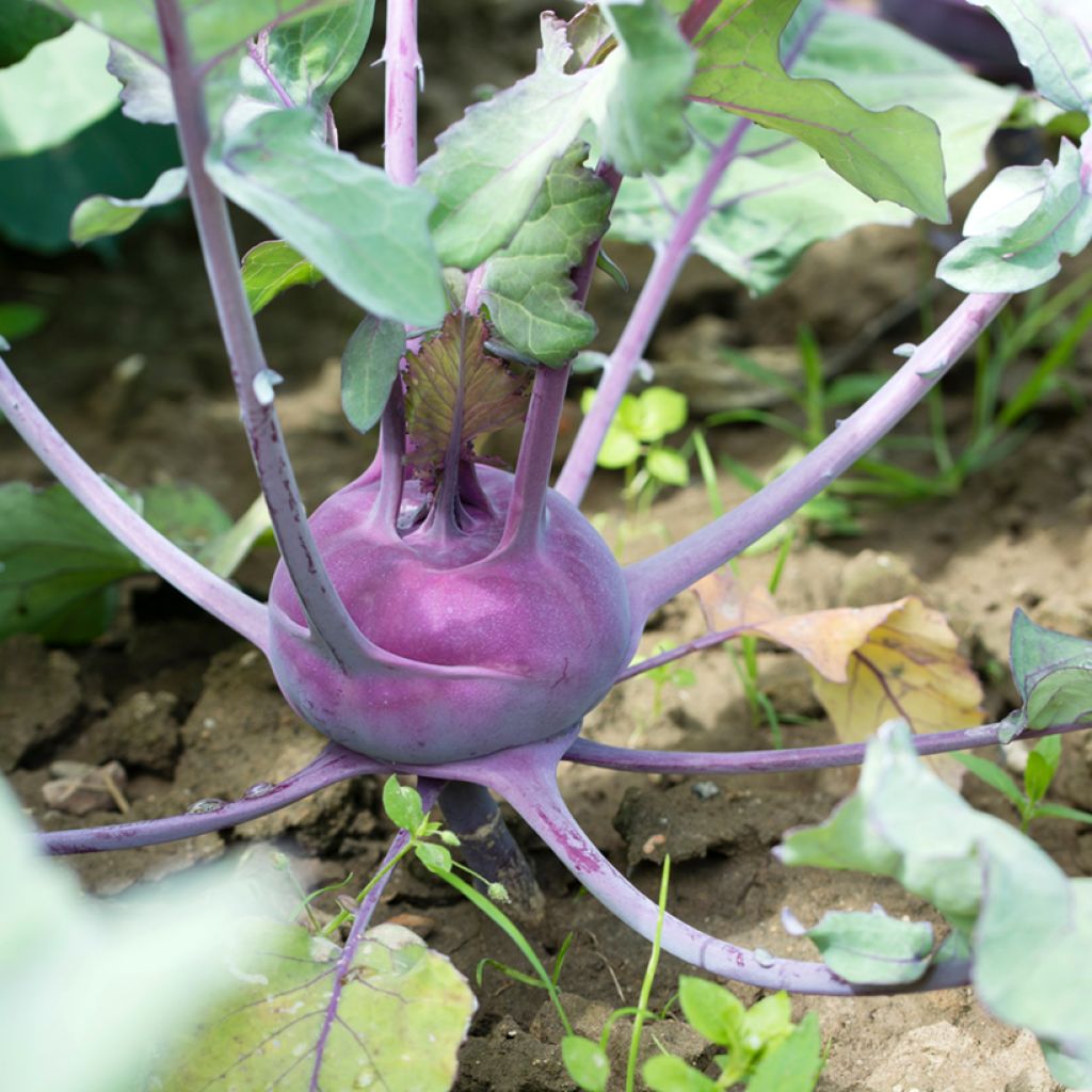 Kohlrabi Kolibri F1 - Brassica oleracea gongylodes