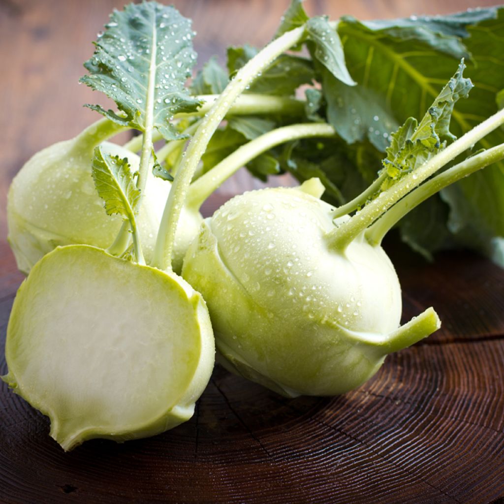 Kohlrabi Lanro