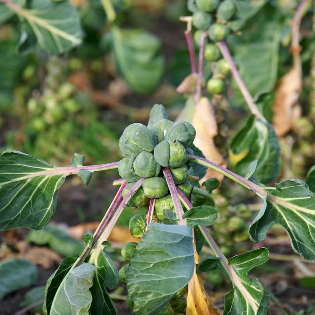 Brussels sprouts Igor F1 Organic