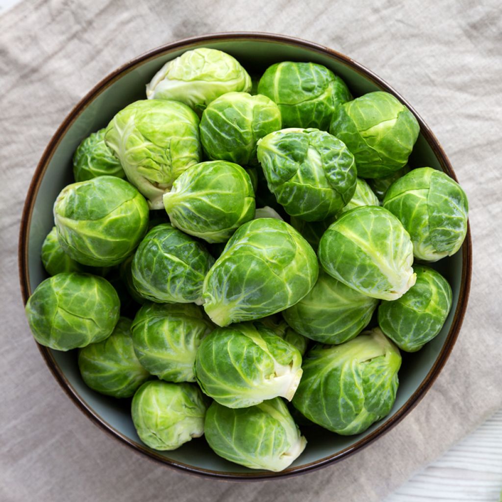 Brussels sprouts Igor F1