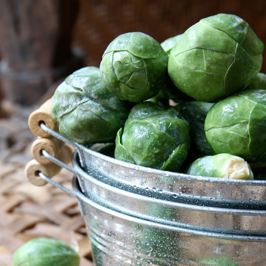 Brussels sprouts Sanda - Vilmorin Seeds