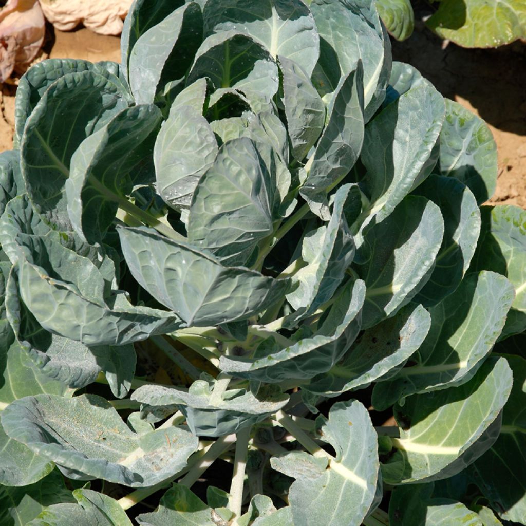 Brussels sprouts Sanda - Vilmorin Seeds