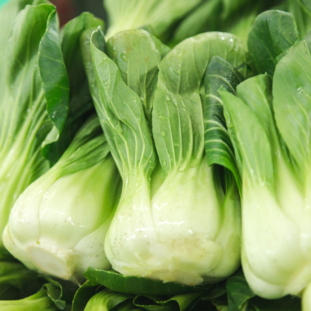 Pak Choi Chinese Cabbage Canton Dwarf - Brassica pekinensis