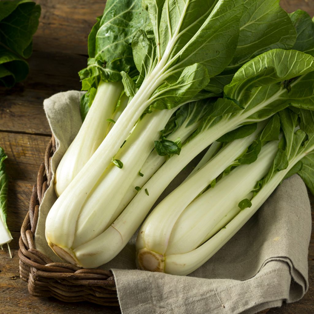 Chinese cabbage Taisai - Pak Choi