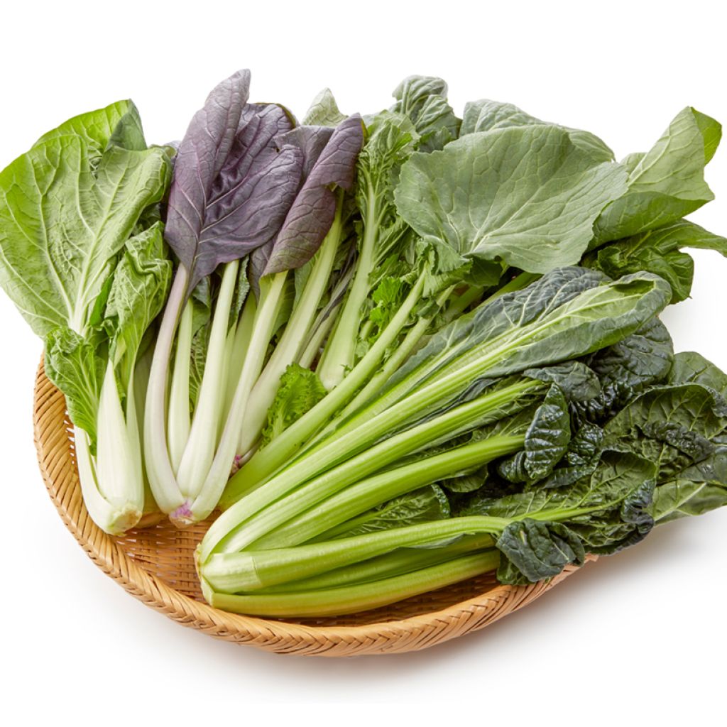 Chinese Cabbage Pak Choi Tricoloured Mix F1