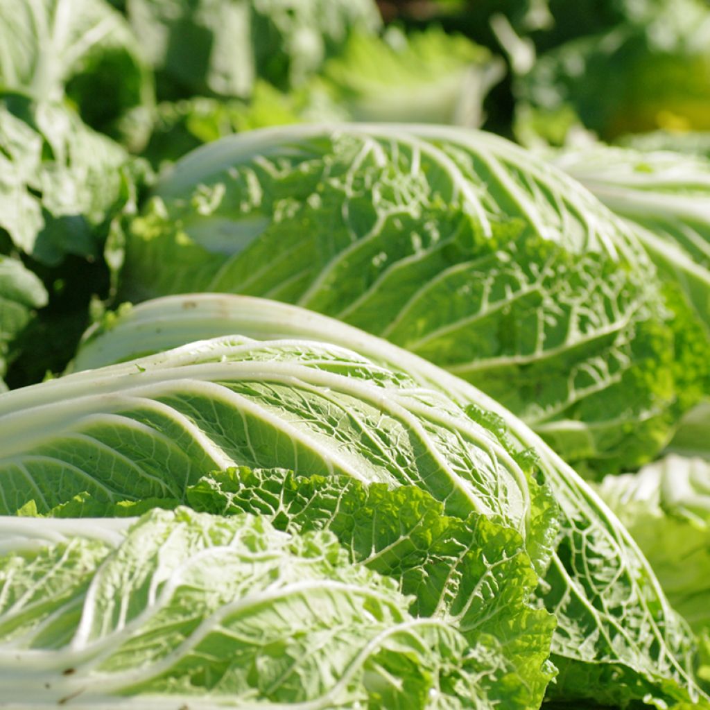 Napa Cabbage Chorus F1 - Pe-Tsai