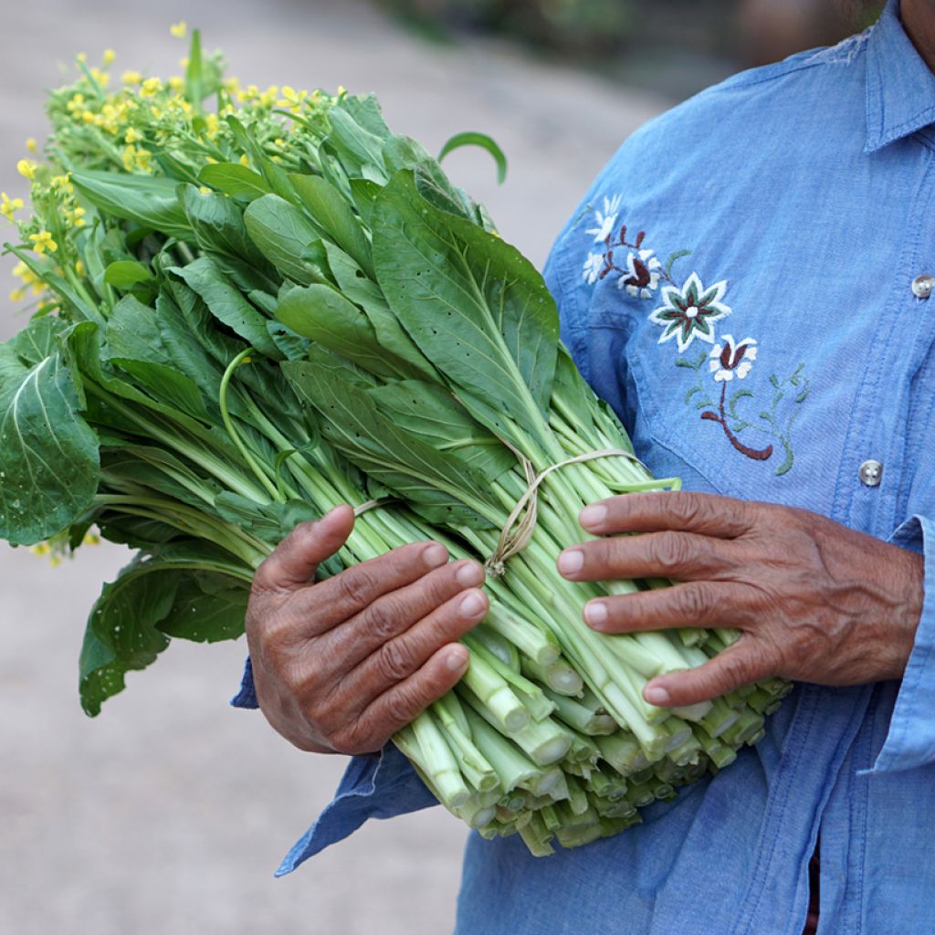 Chinese Cabbage Tsai Shim - Brassica parachinensis