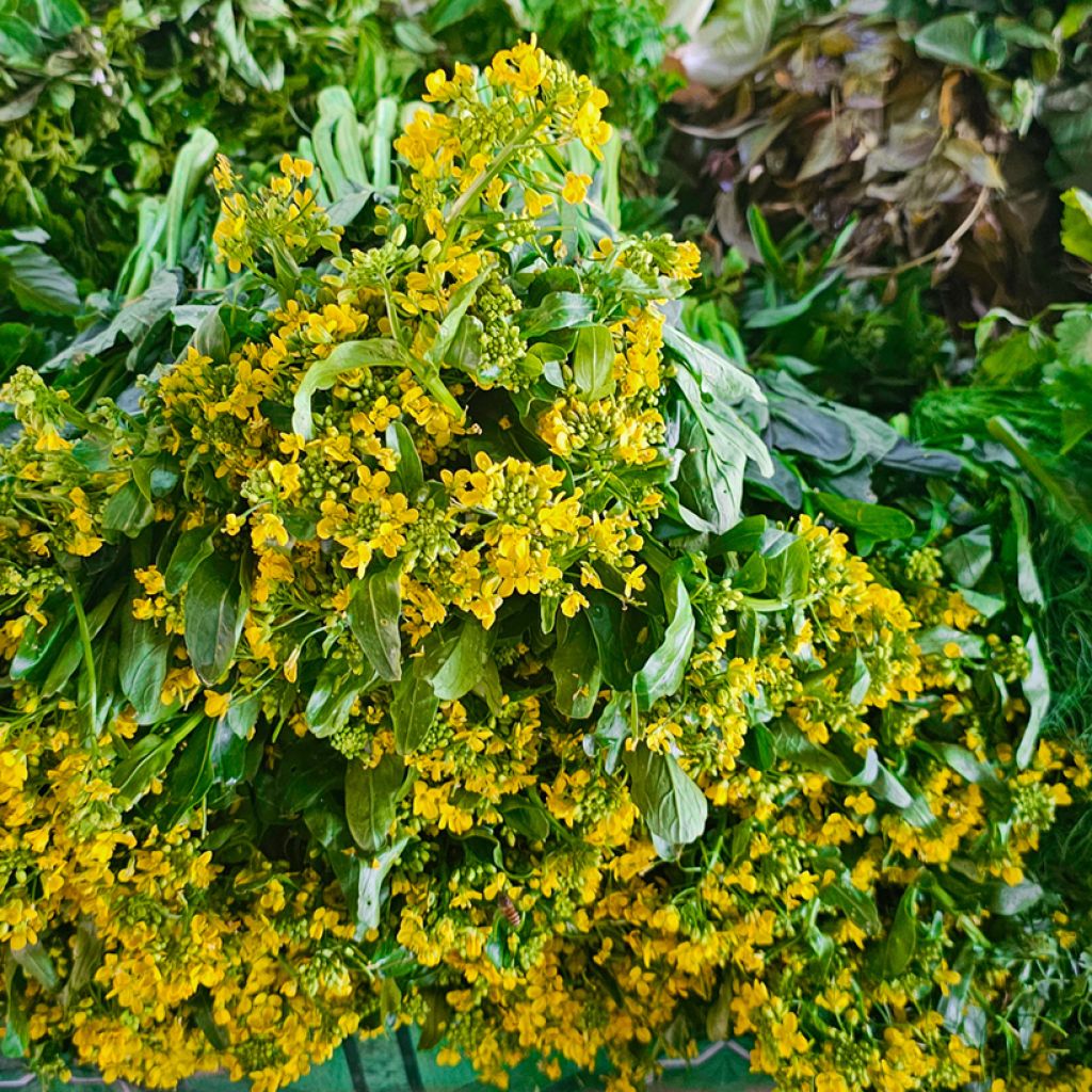 Chinese Cabbage Tsai Shim - Brassica parachinensis