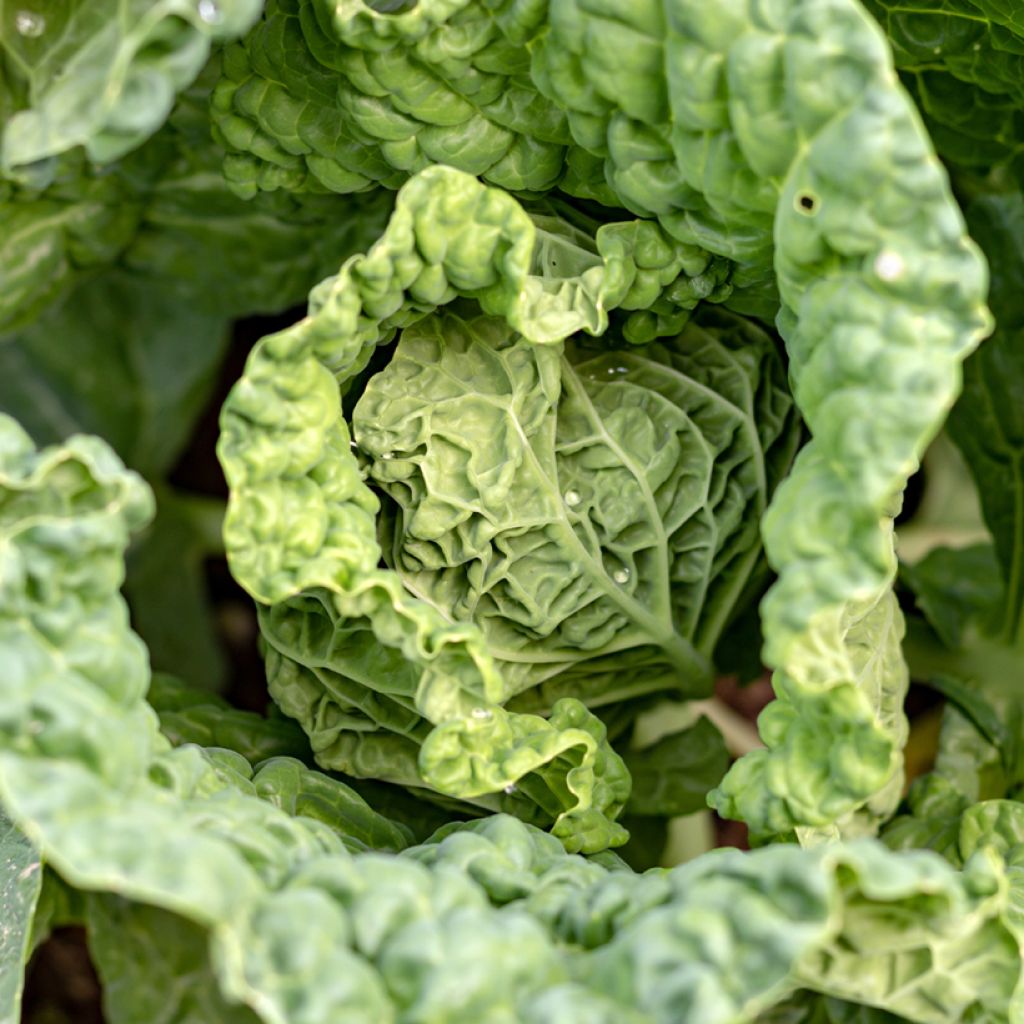 Savoy Cabbage Bloemendaalse Gele Bio