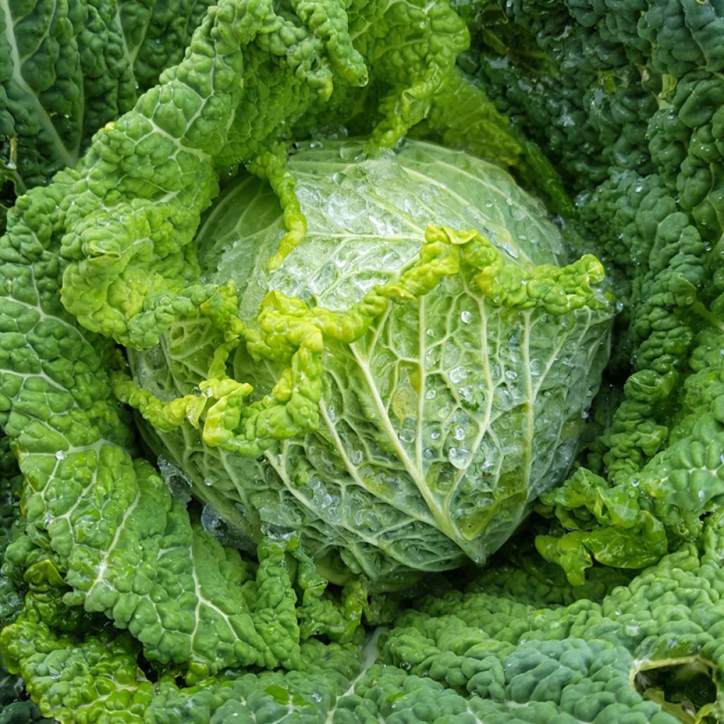 Savoy Cabbage Norma F1 - Vilmorin Seeds