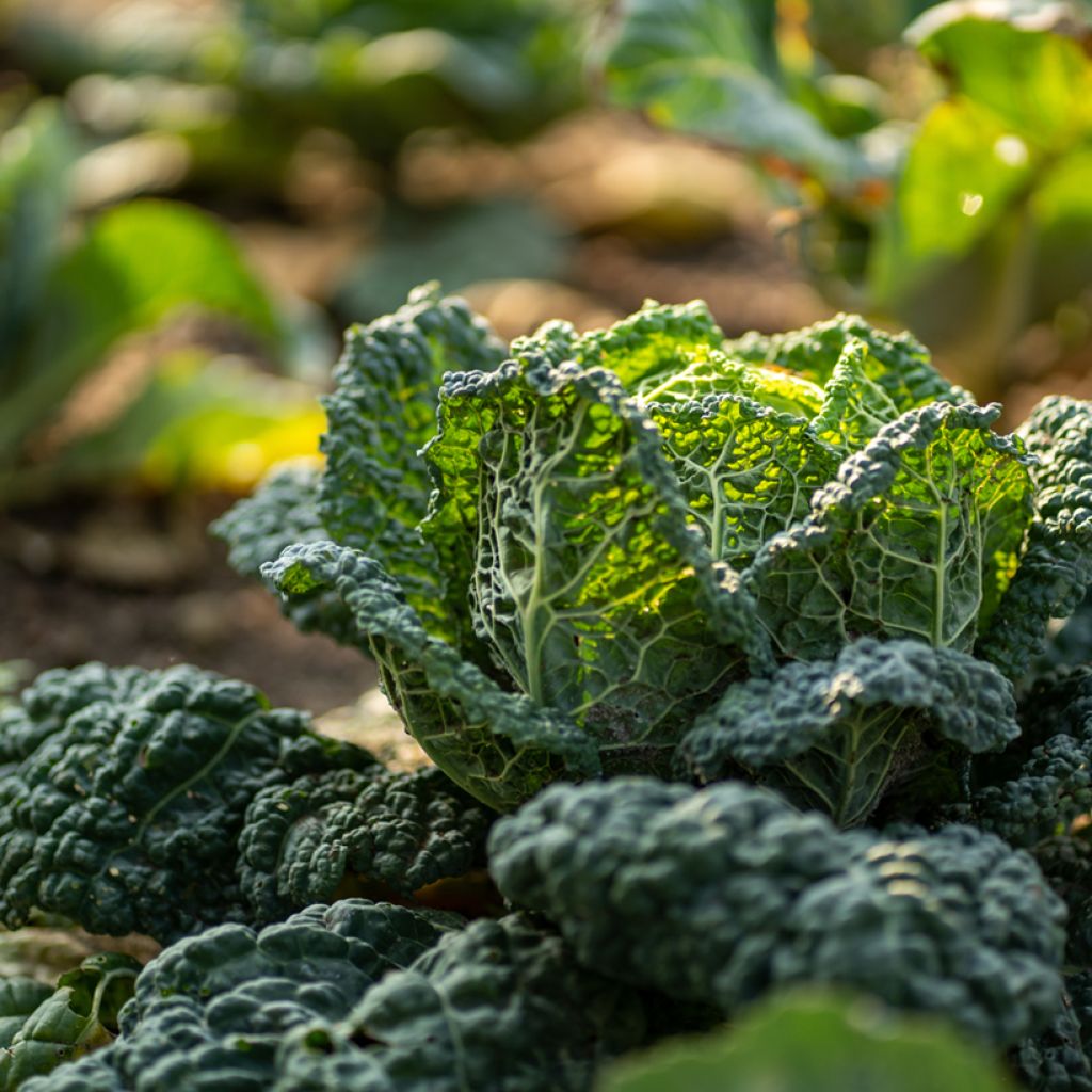 Cabbage Savoy King F1 - Brassica oleracea sabauda