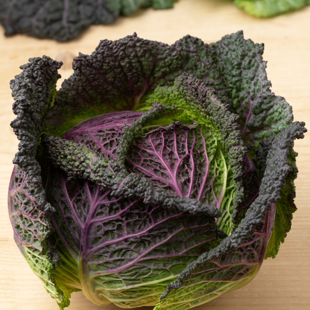 Savoy Cabbage January King - Vilmorin Seeds