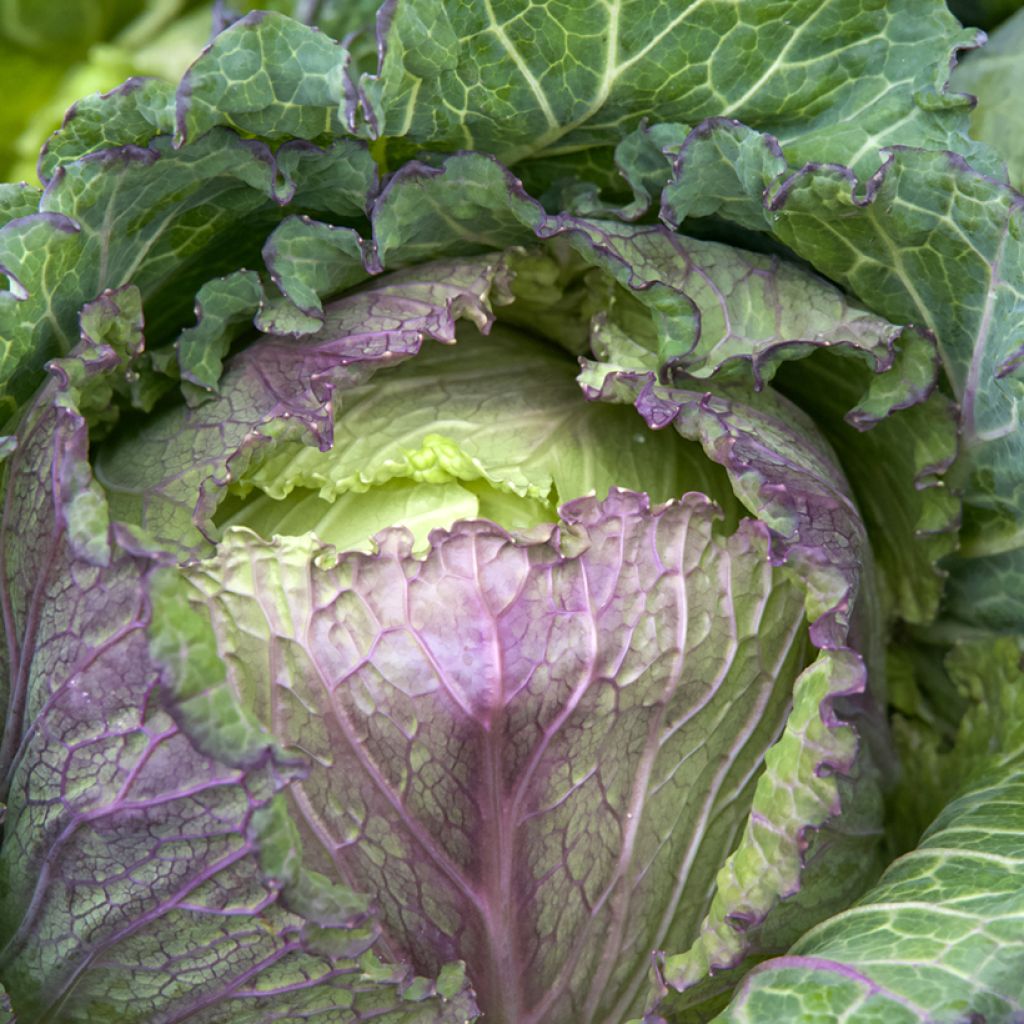 Savoy Cabbage January King