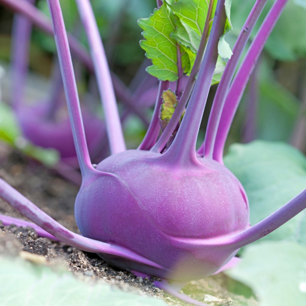 Brassica oleracea Violet de Vienne - Colrave, Kohlrabi