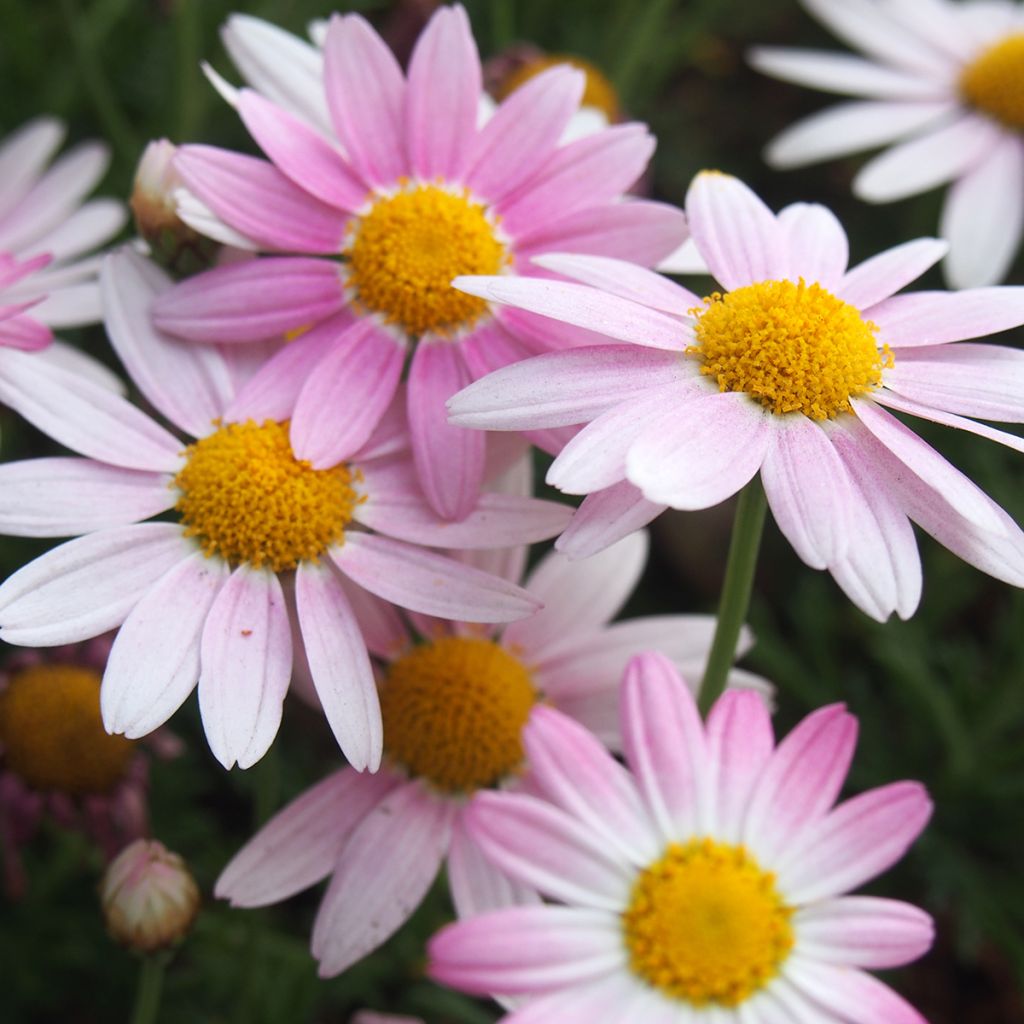 Chrysanthemum koreanum Hebe