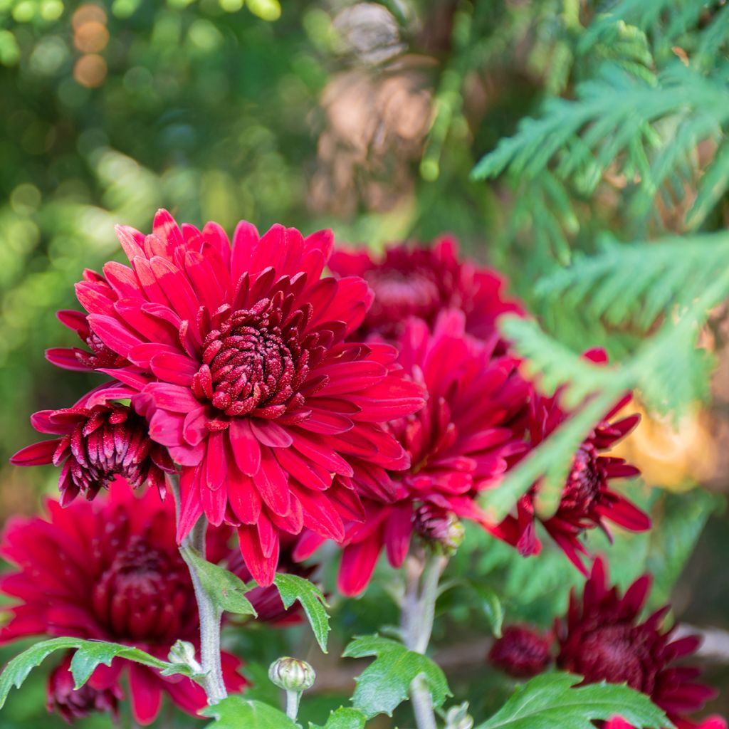 Chrysanthemum indicum Herbstrubin