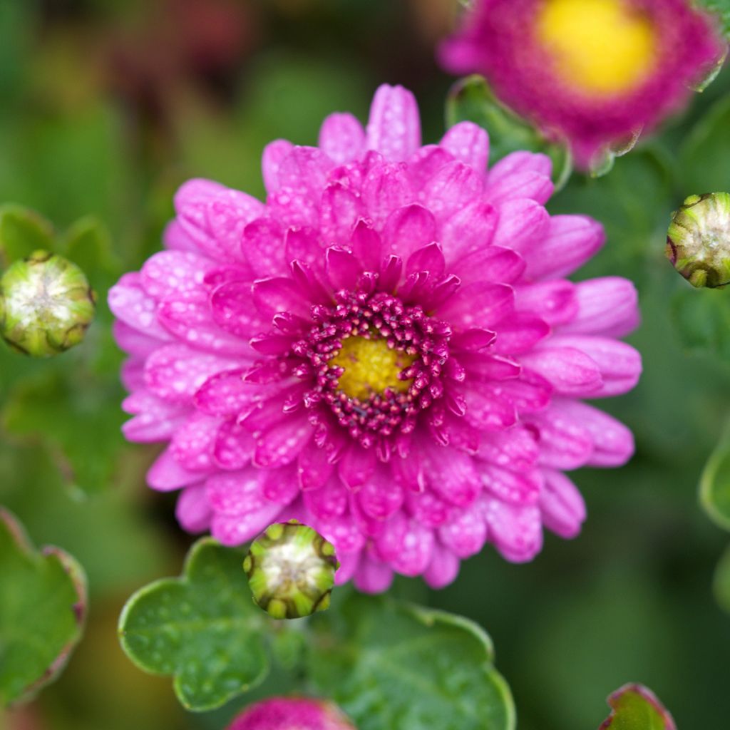 Chrysanthemum indicum Mei Kyo