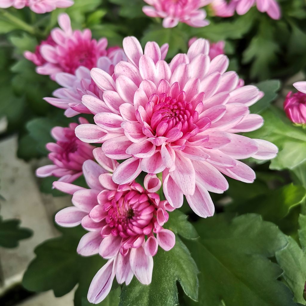 Chrysanthemum indicum Nebelrose