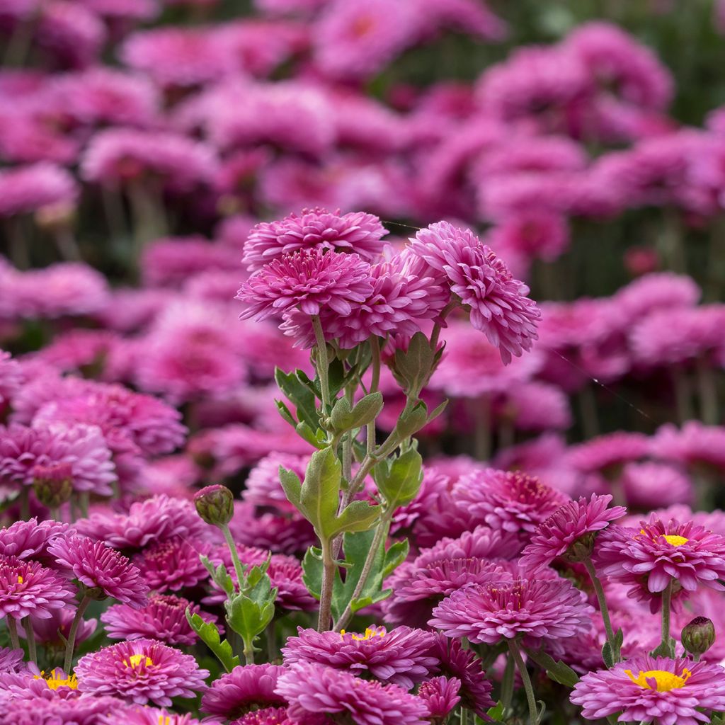 Chrysanthemum indicum Anastasia