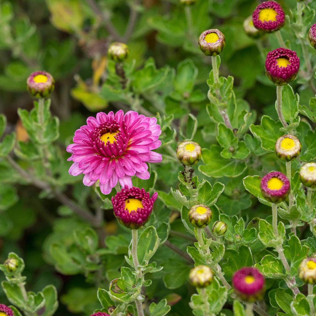 Chrysanthemum indicum Anastasia