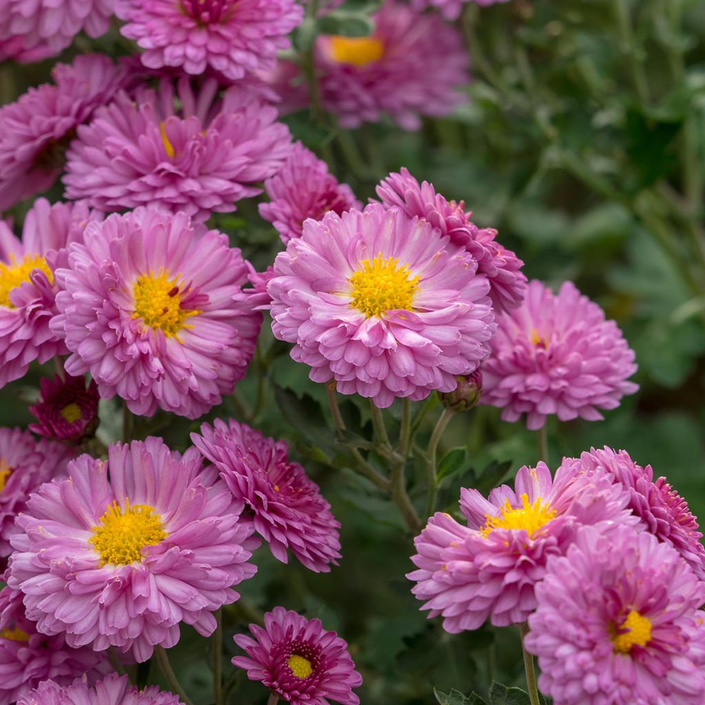 Chrysanthemum indicum Anastasia