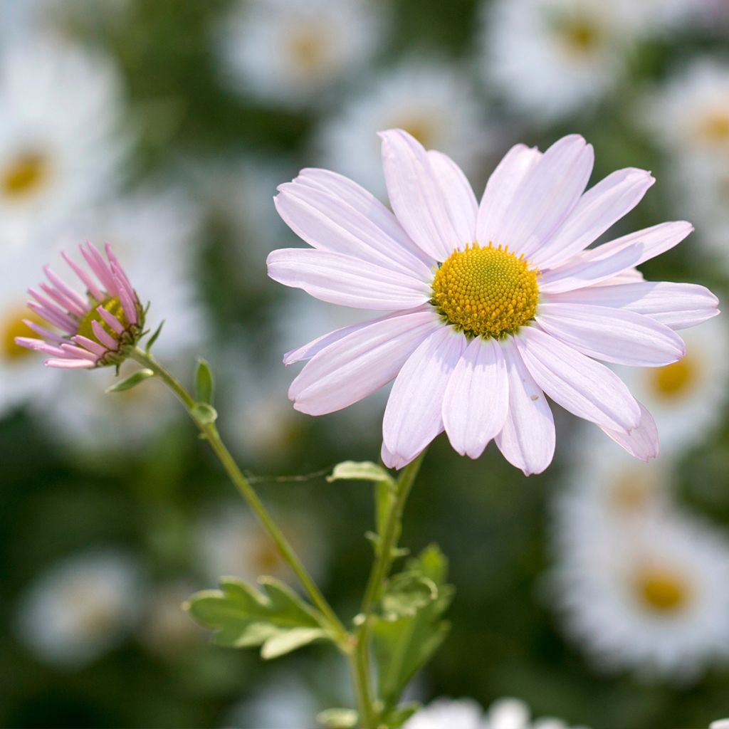 Chrysanthemum arcticum Roseum