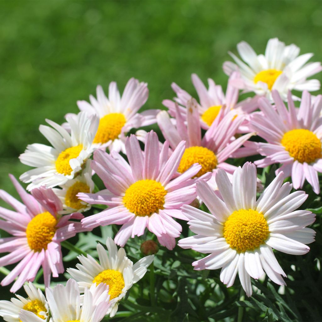 Chrysanthemum arcticum Roseum