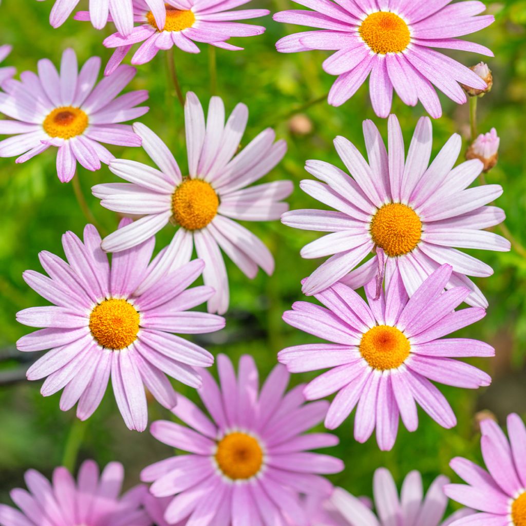 Chrysanthemum arcticum Roseum