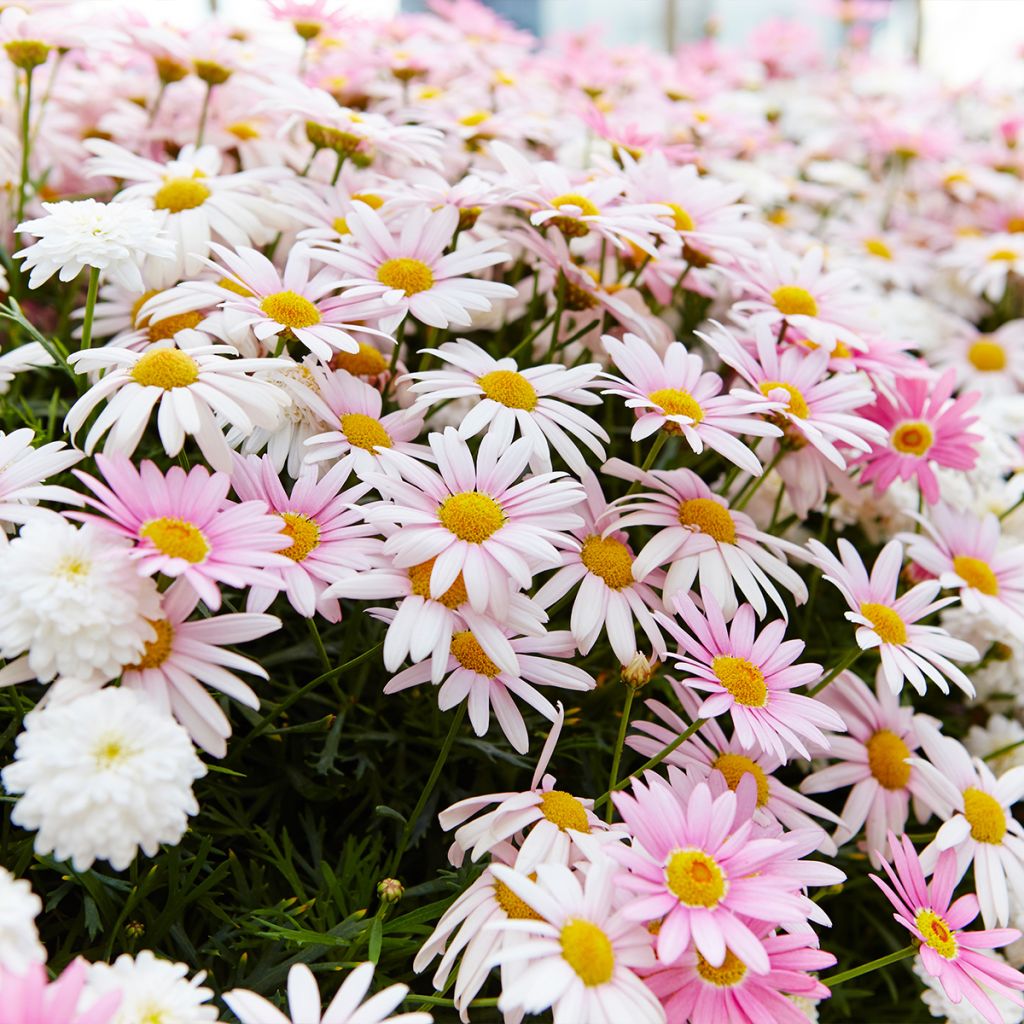 Chrysanthemum arcticum Roseum