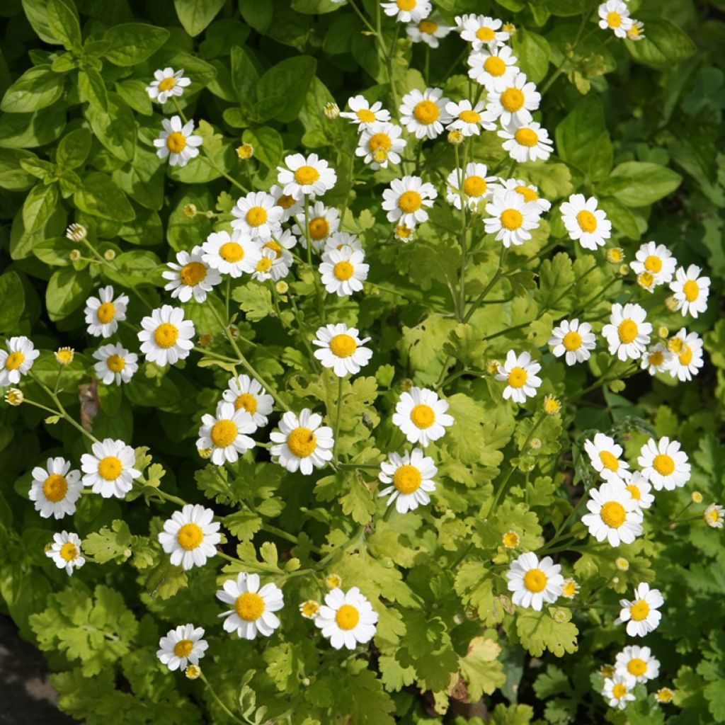 Chrysanthemum parthenium Aureum