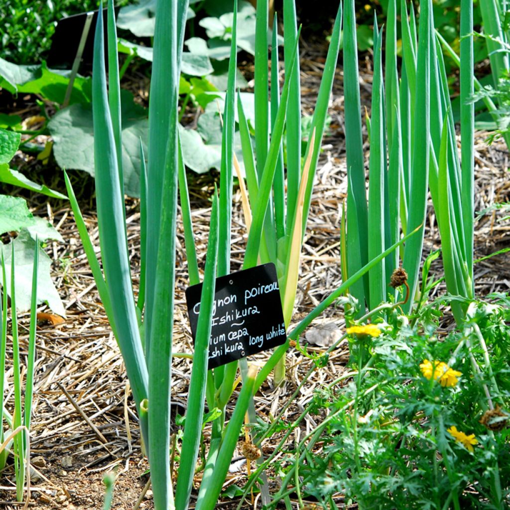 Scallion Ishikura Long White