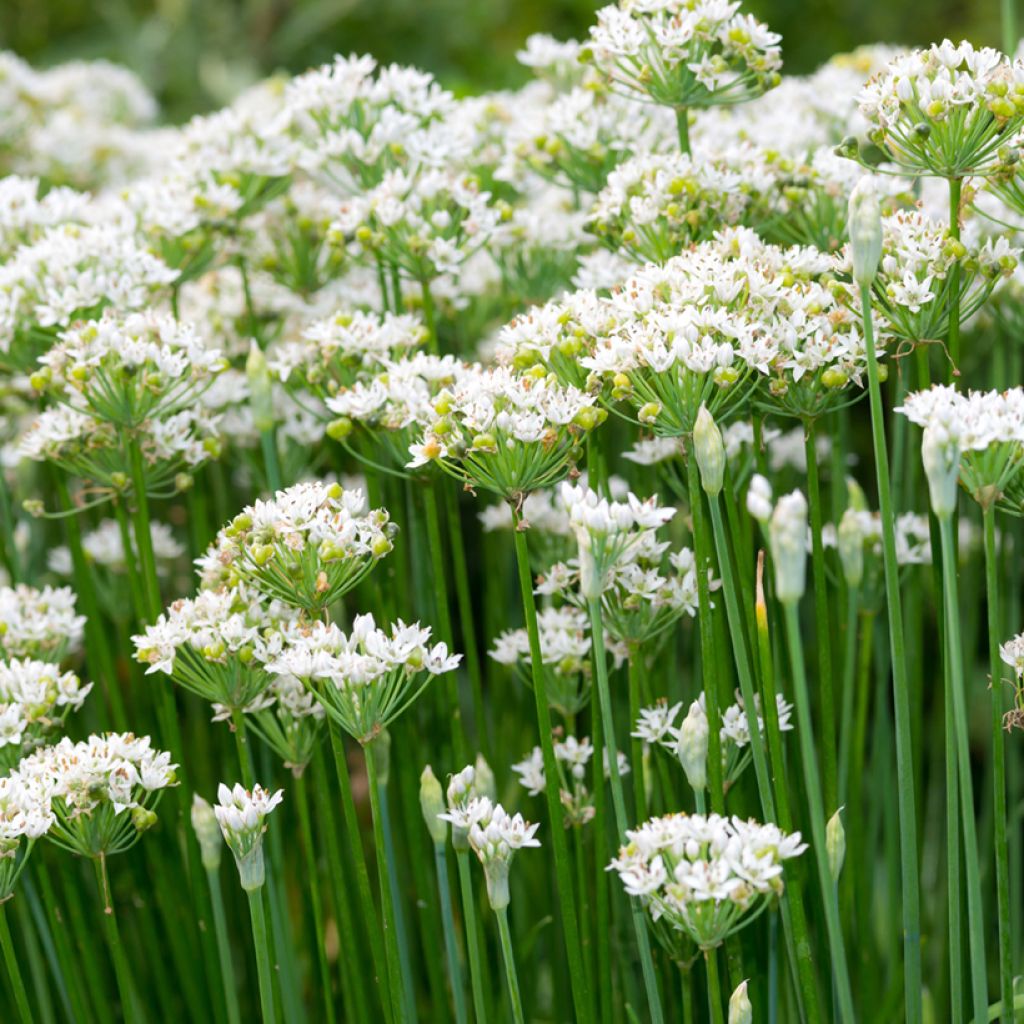 Allium tuberosum seeds - Chinese chives