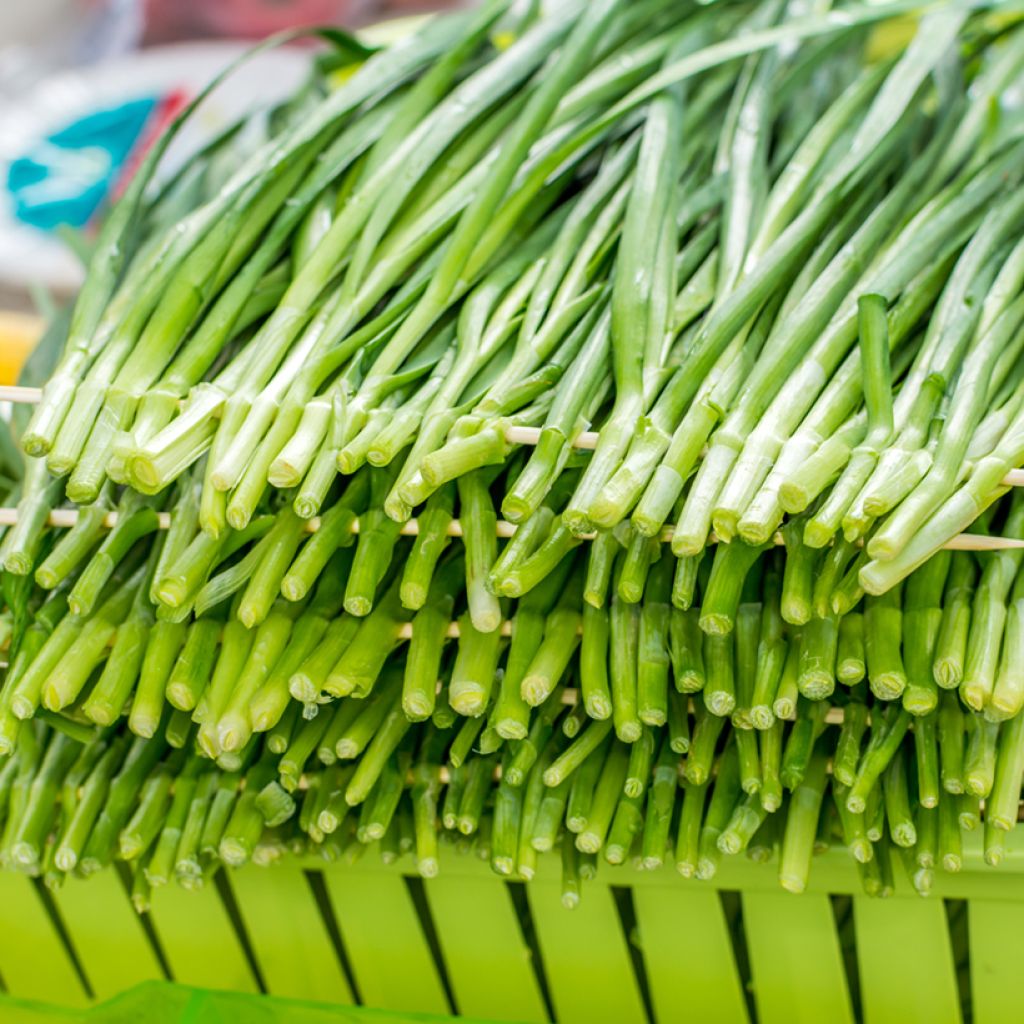 Allium tuberosum seeds - Chinese chives