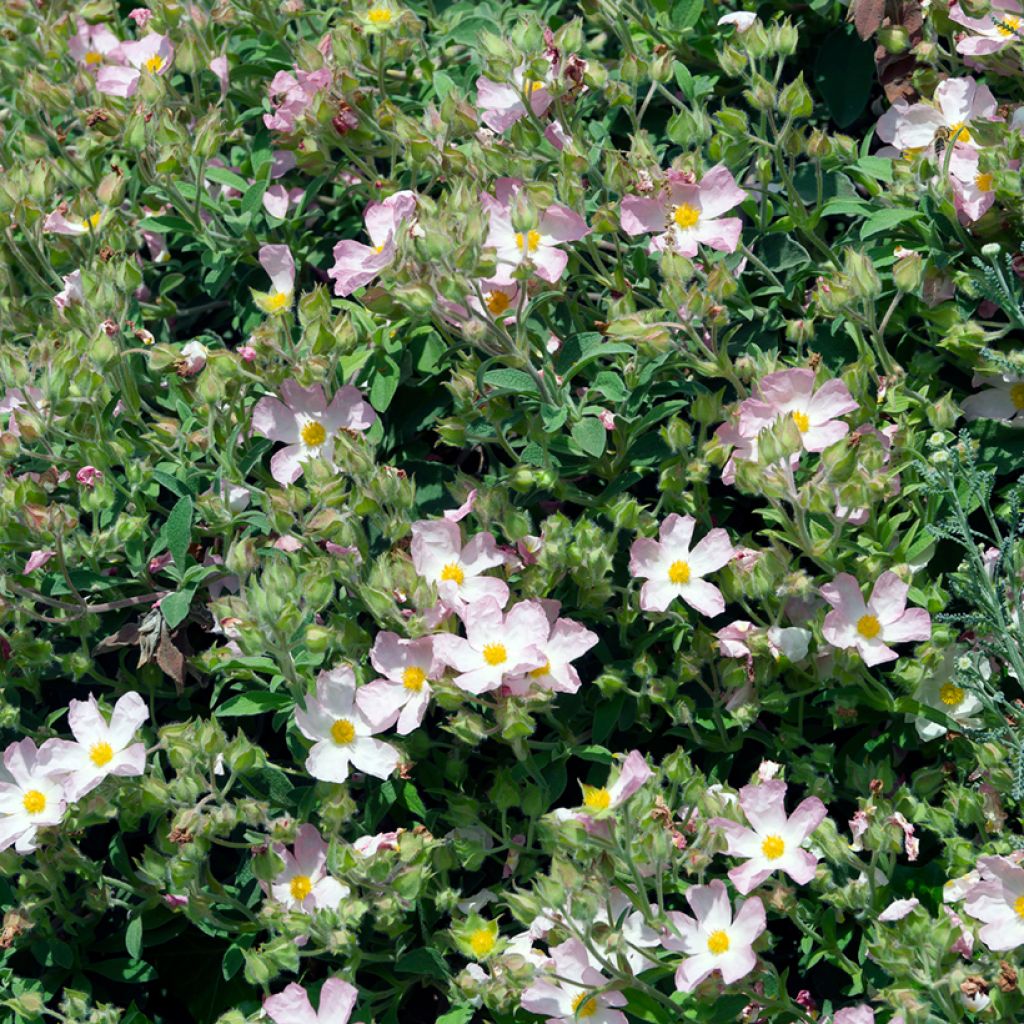 Cistus x argenteus Silver Pink - Rockrose