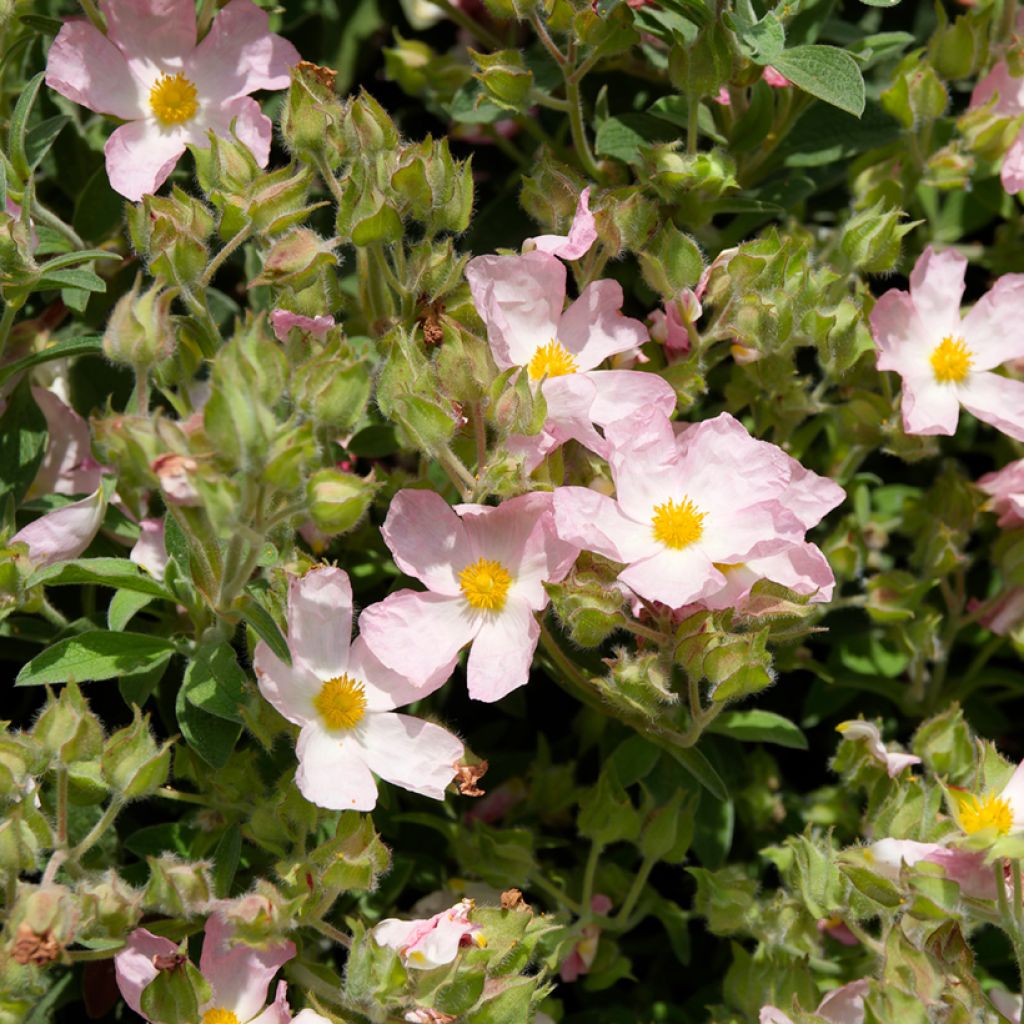 Cistus x argenteus Silver Pink - Rockrose